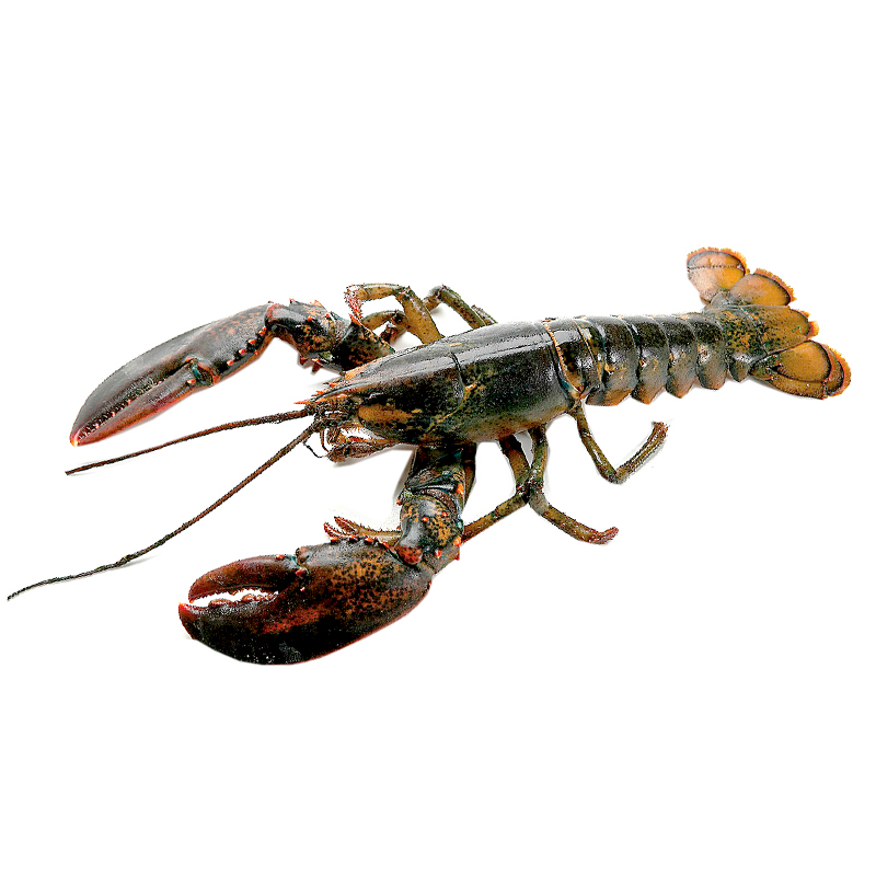 BOGAVANTE CANADA 400-450 10% C.5k