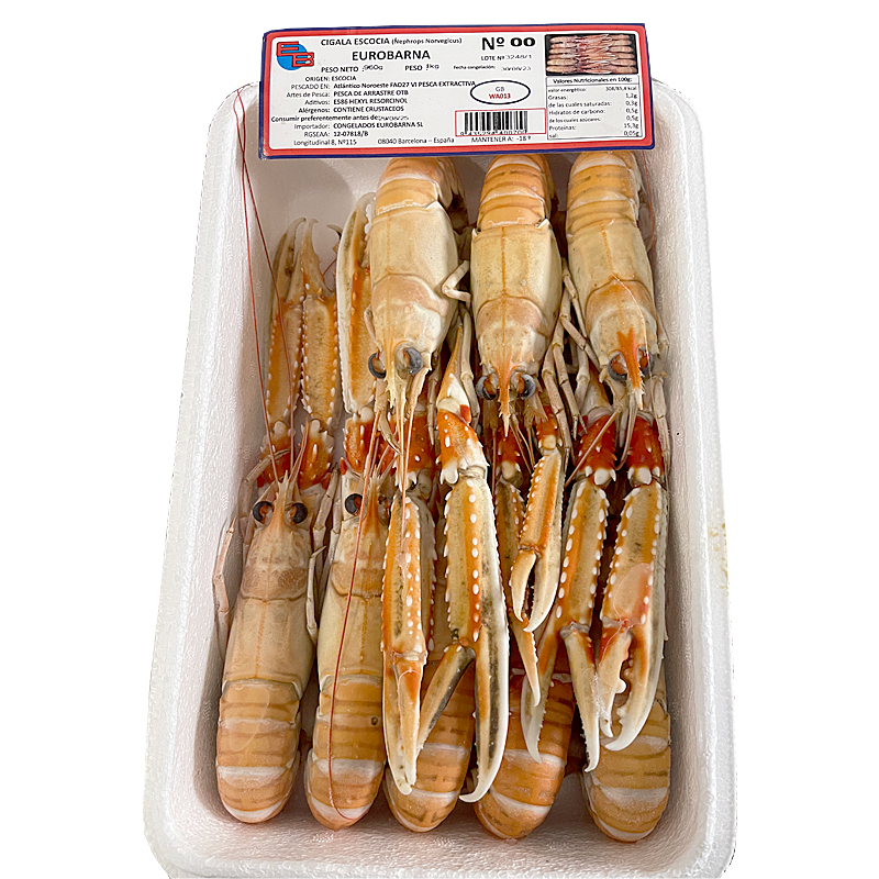 ESCAMARLÀ ESCOCIA CONG.VIVA N00 (6-8) 0% PN 4/1Kg