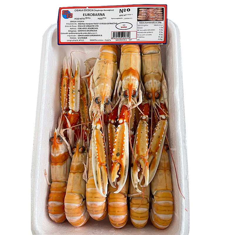 ESCAMARLÀ ESCÒCIA CONG.VIVA N0 (8-10) 0% PN 4/1Kg
