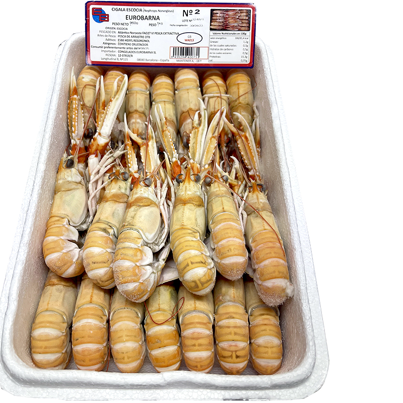 ESCAMARLÀ ESCÒCIA CONG.VIVA N2 (16-20)0% PN 4/1Kg