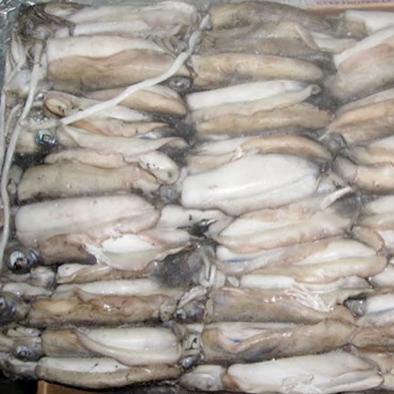 SÍPIA BRUTA -P- (200-300g)12Kg 