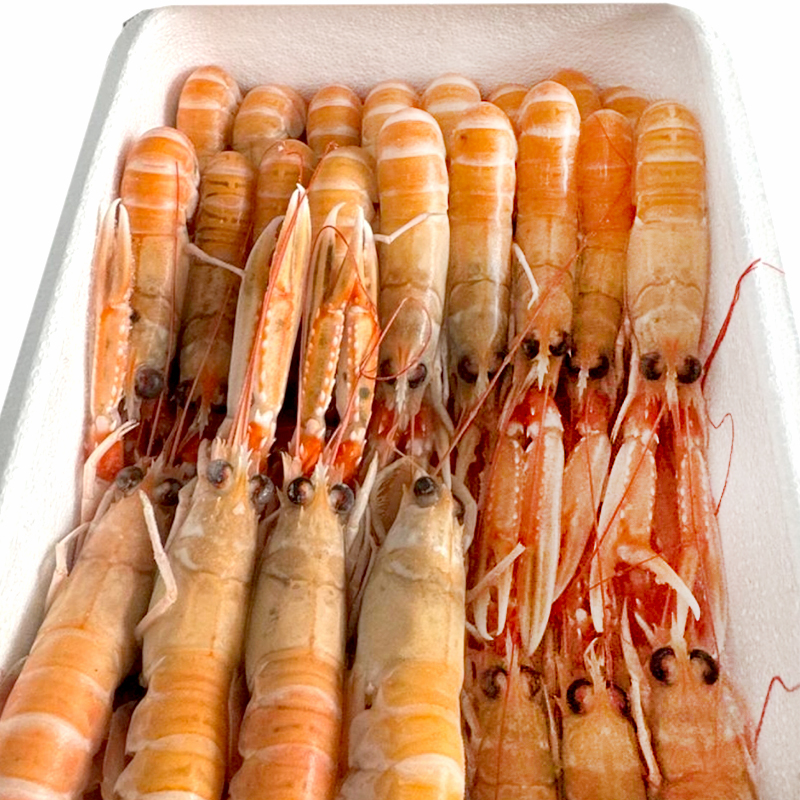 CIGALA ESCOCIA CONG.VIVA N3 (21-25)0% PN 4/1Kg