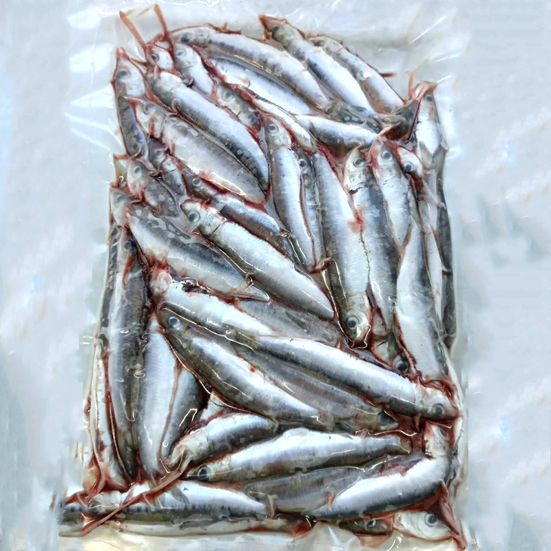 SARDINA PALAMÓS  EVISCERADA al BUIT C.5u/1Kg
