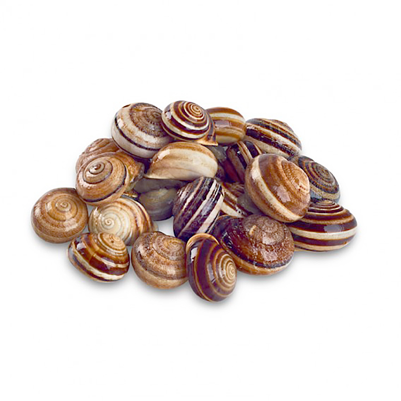 CARACOL CABRILLA -G-(80-100/kg)10/1Kg