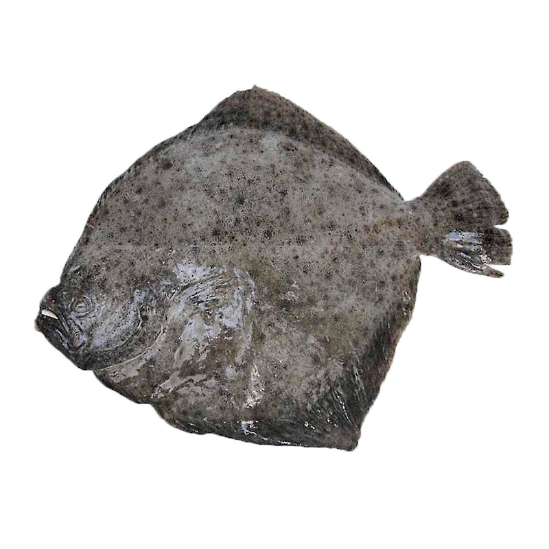 TURBOT SALVATGE SENCER EVISC(300-500g)20% 5Kg