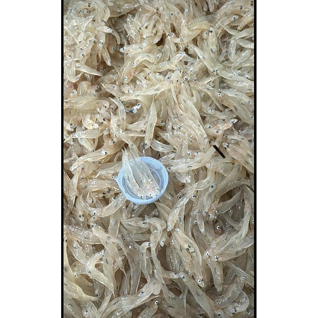 CHANQUETE / LLENGUETA ( safata 1kg) Aprox