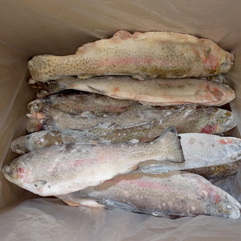 TRUCHA ARCOIRIS ENTERA EVISCERADA -E- SIN CALIBRE 10% 5Kg