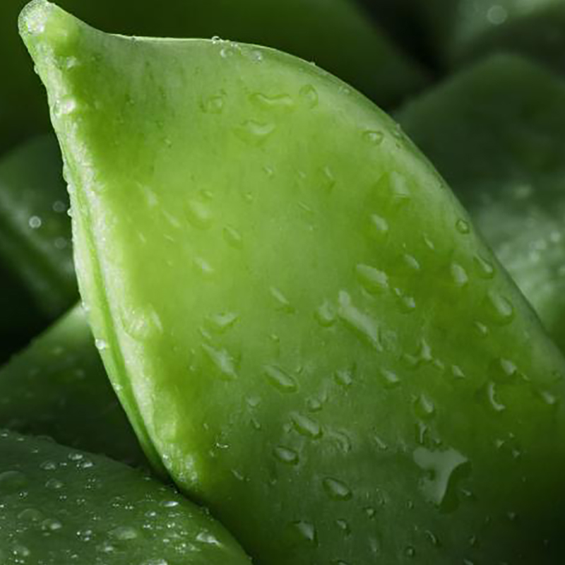 MONGETA PLANA 4/2.5Kg