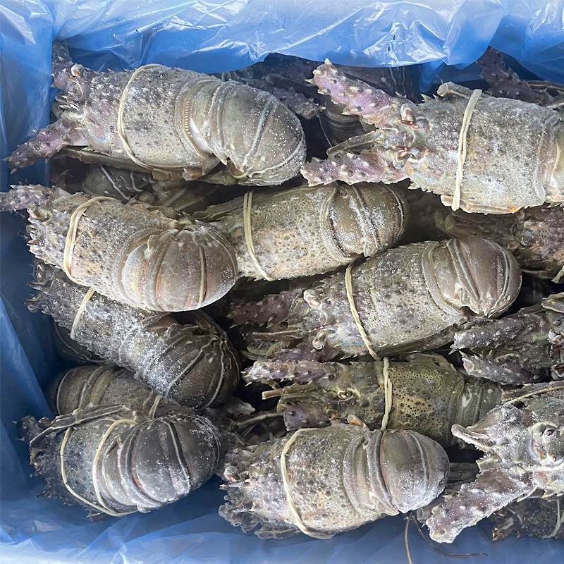 LLAGOSTA VERDA CR.MARROC (100-200) 10Kg.