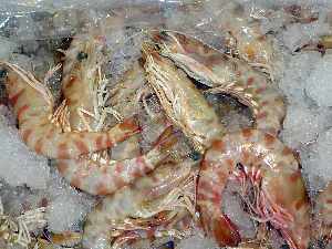 LANGOSTINO VIVO (caixa 1 kilo)