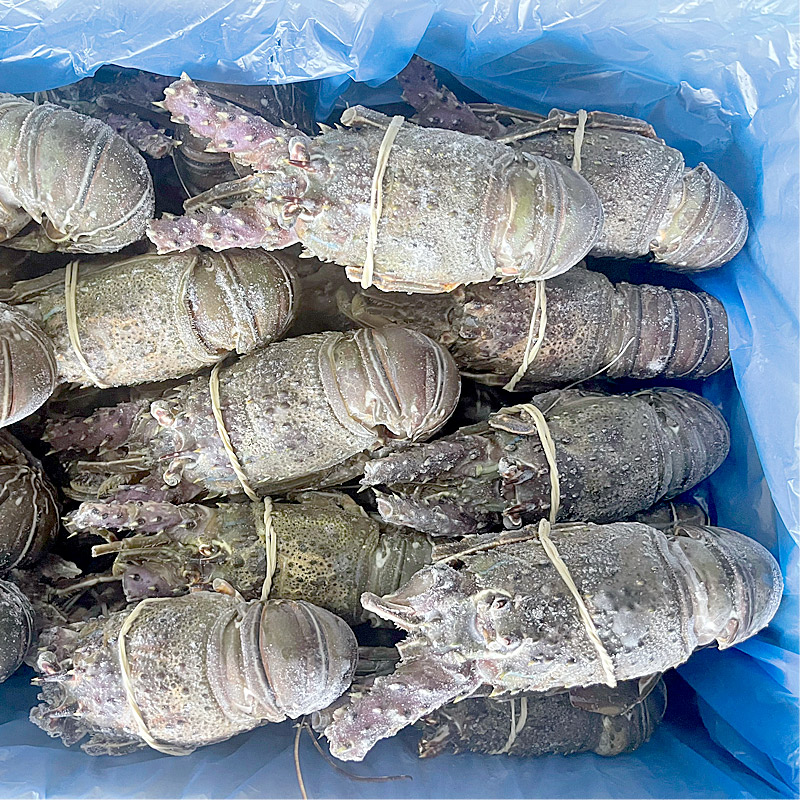 LANGOSTA VERDE CR.MARRUECOS(100-200)6Kg