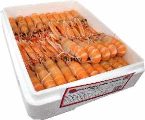 CIGALA ESCOCIA N2(16-20)1.250 4/1'5 