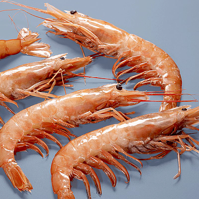 GAMBA ARGENTINA (planta)N3 (30-40) 6/2k