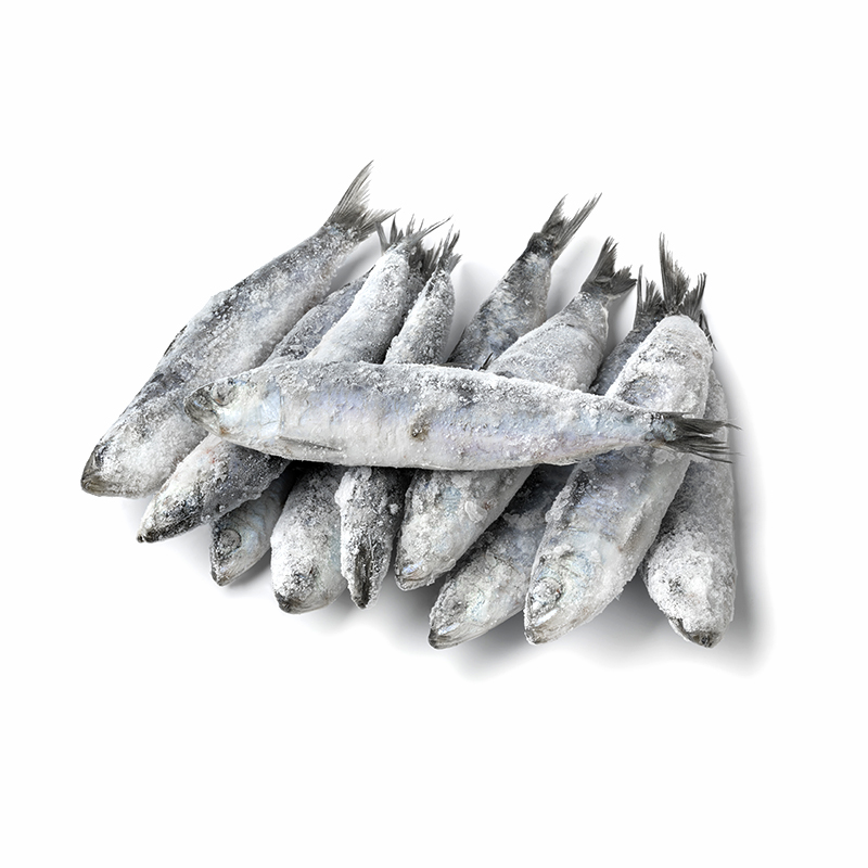 SARDINA SENCERA (7-10P/K)100-140g 10% 6Kg