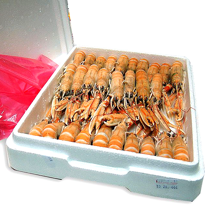 CIGALA ESCOCIA N2(16-20)1.350k 4/1.5Kg 