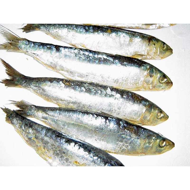SARDINA SALADA PRENSADA TABAL 50-60u/ca. 