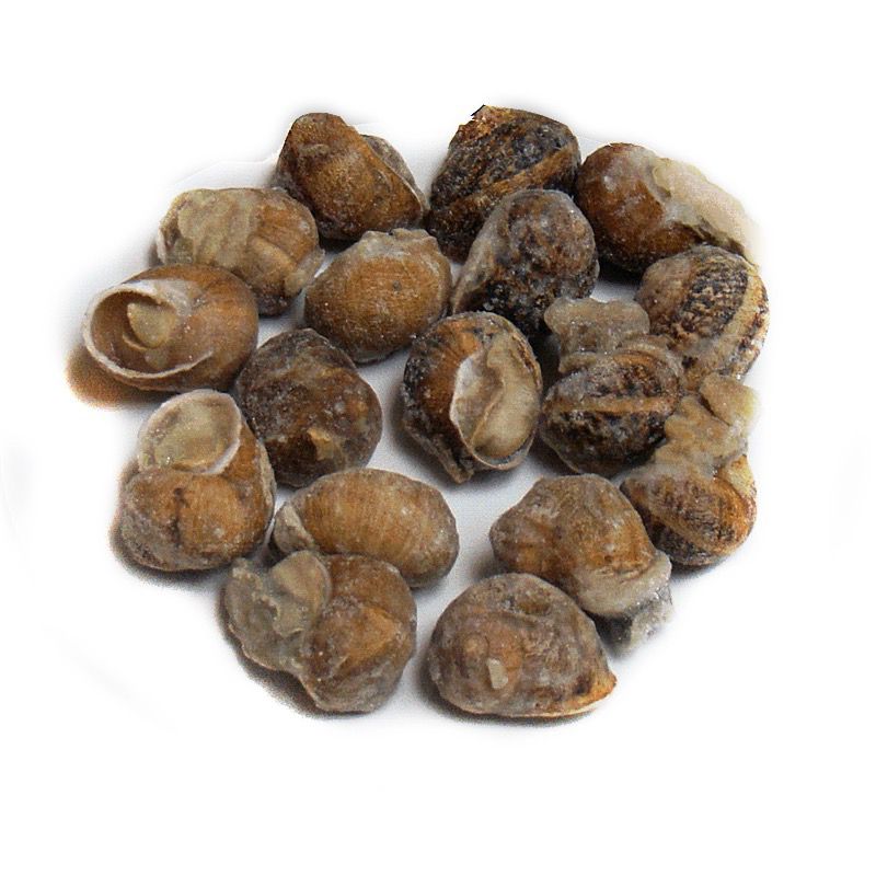 CARACOL BOVER COC.4/2.5Kg