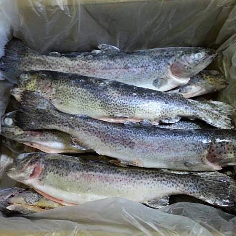 TRUITA ARCOIRIS SENCERA EVISCERADA IQF(200-300)10% 5Kg